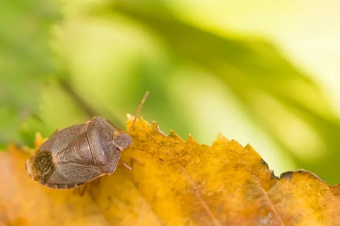 Framed Print : Marco's Green Shield Bug Print, Germany Framed Print : Marco's Green Shield Bug Print, Germany