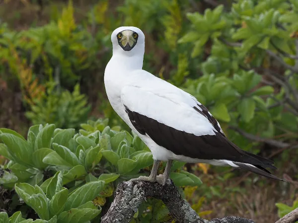 Adult Masked Booby Print, French Polynesia. Art Prints, Posters & Puzzles from Agami