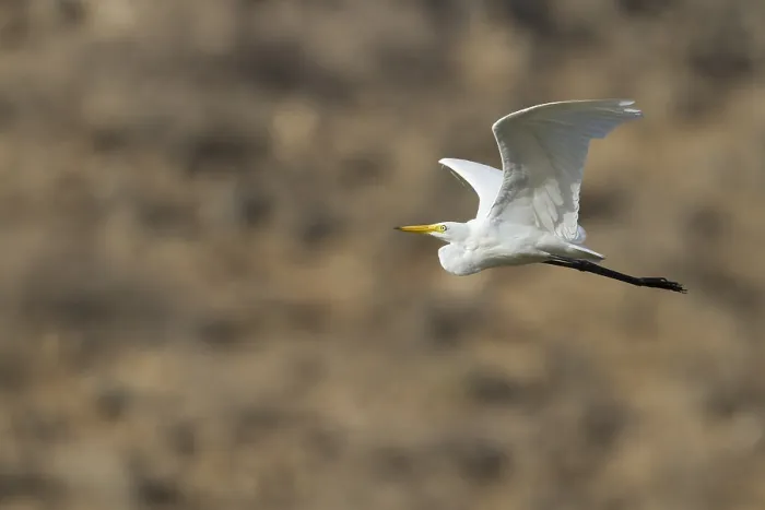 Framed Print : Medium Egret Print in Flight over Oman Framed Print : Medium Egret Print in Flight over Oman