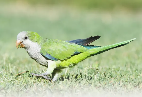 Myiopsitta Monachus Green Monk Parakeet Baby Quaker Monk Parakeet
