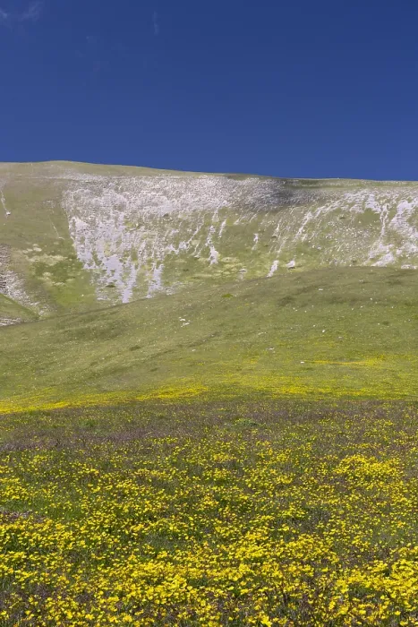 Framed Print : Mountain Landscape Print: Ranunculus-Covered Slopes in Abruzzo, Italy Framed Print : Mountain Landscape Print: Ranunculus-Covered Slopes in Abruzzo, Italy