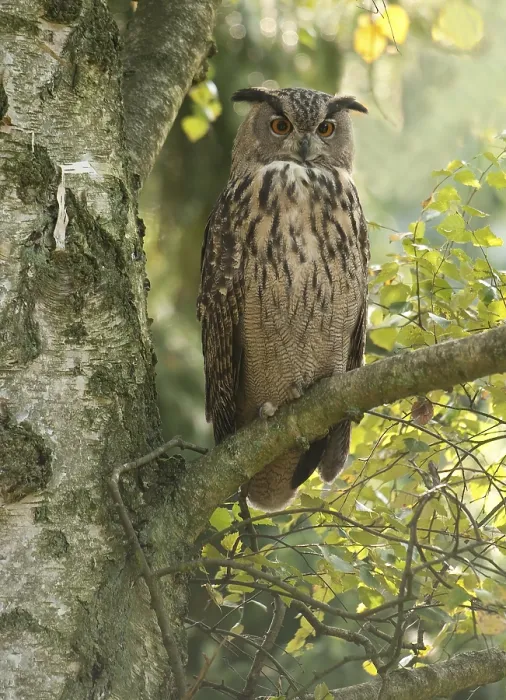 Framed Print : Eurasian Eagle Owl Print - Perched in a Tree Framed Print : Eurasian Eagle Owl Print - Perched in a Tree