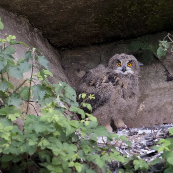 Framed Print : Young Eurasian Eagle-Owl Print