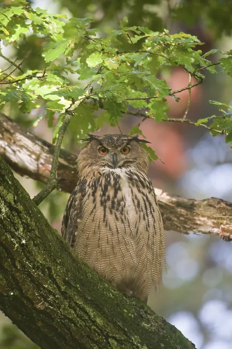 Framed Print : Eurasian Eagle Owl Print Framed Print : Eurasian Eagle Owl Print