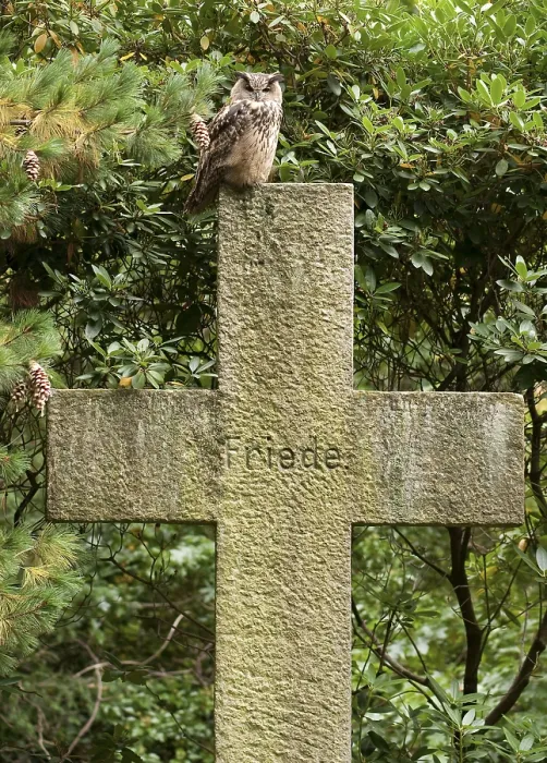 Framed Print : Eurasian Eagle Owl Print: Perched on Grave Framed Print : Eurasian Eagle Owl Print: Perched on Grave