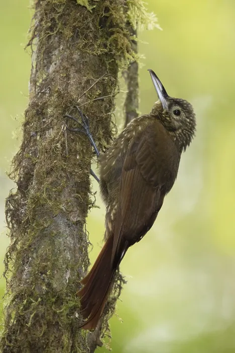 Framed Print : Olive-backed Woodcreeper Print, Versalles, Colombia