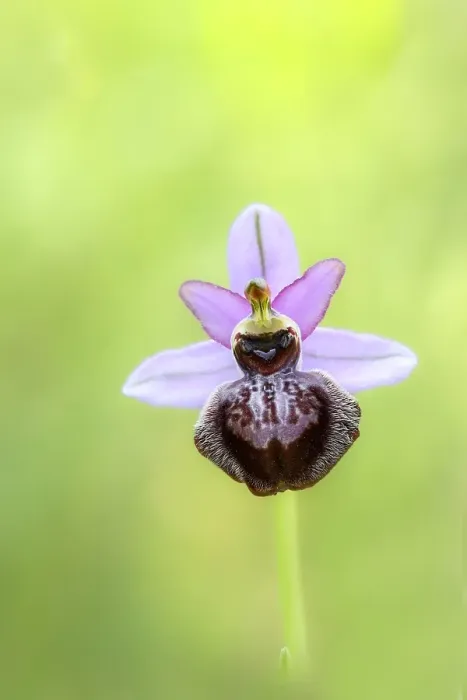 Framed Print : Ophrys sphegodes subsp. aveyronensis Print Framed Print : Ophrys sphegodes subsp. aveyronensis Print