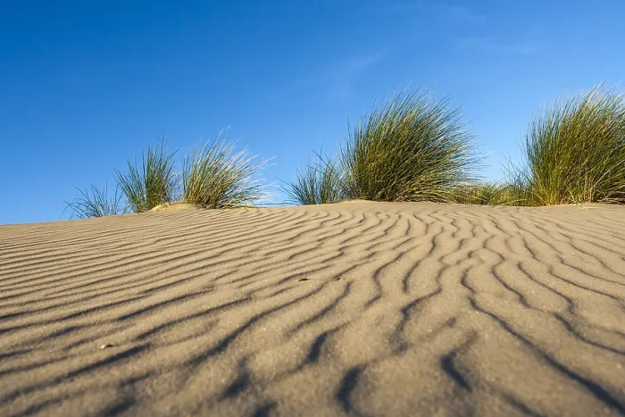 Framed Print : Patterns in sand Print: Summer Sandhill Patterns at Zuidduinen Framed Print : Patterns in sand Print: Summer Sandhill Patterns at Zuidduinen