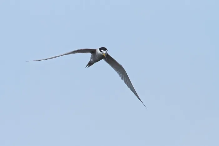 Framed Print : Peruvian Tern Print from Agami