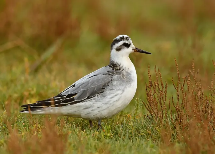 Framed Print : Phalaropus fulicarius Print from Agami