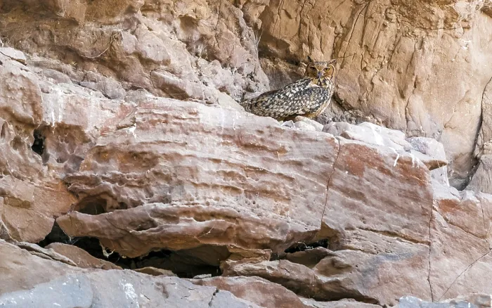 Framed Print : Print of Pharaoh Eagle-Owl perched on a desert cliff in Egypt Framed Print : Print of Pharaoh Eagle-Owl perched on a desert cliff in Egypt