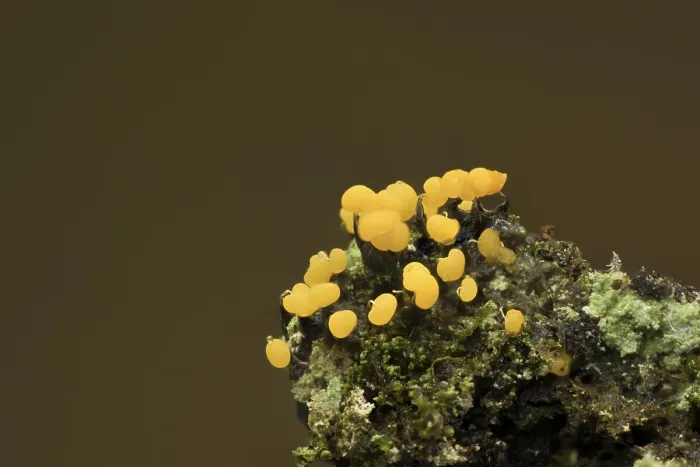 Framed Print : Physarum sp Print Framed Print : Physarum sp Print