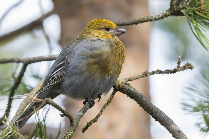 Framed Print : Print of a Pine Grosbeak on a pine branch in Lappland, Finland Framed Print : Print of a Pine Grosbeak on a pine branch in Lappland, Finland