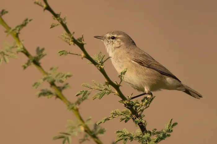 Framed Print : Print of Plain Leaf Warbler in Oman Framed Print : Print of Plain Leaf Warbler in Oman