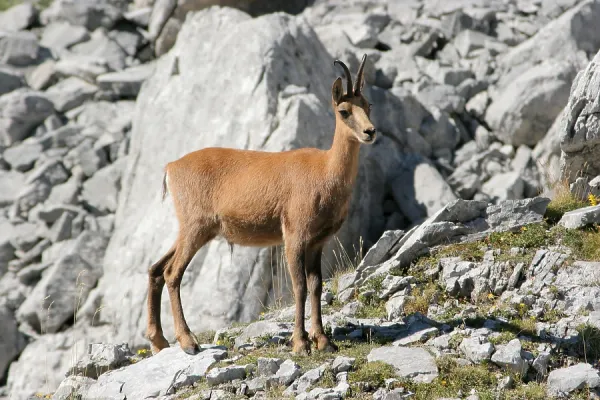 Pyrenean Chamois Print - Pyrenees Spain. Art Prints, Posters & Puzzles from Agami