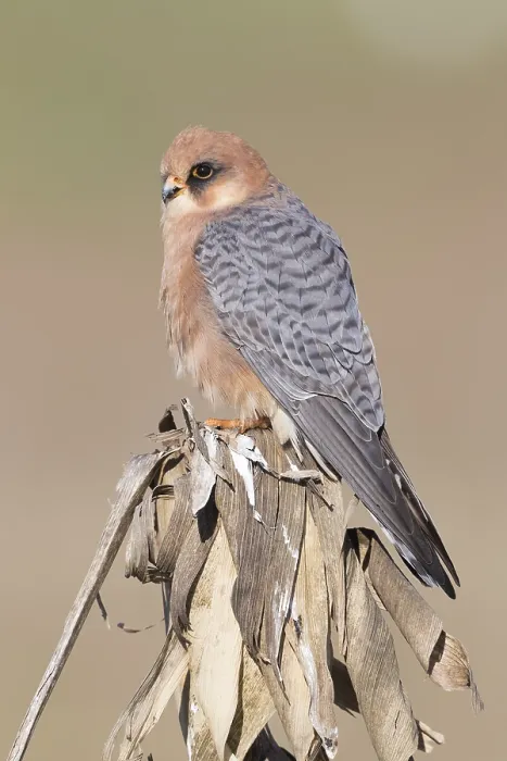 Framed Print : Red-footed Falcon Print - Adult Female Perched on Corn Plant Framed Print : Red-footed Falcon Print - Adult Female Perched on Corn Plant