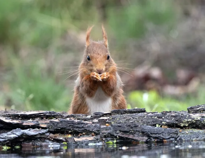 Framed Print : Red Squirrel Print Framed Print : Red Squirrel Print