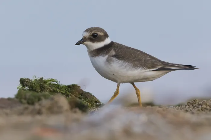 Framed Print : Ringed Plover Print, Juvenile on Ground Framed Print : Ringed Plover Print, Juvenile on Ground