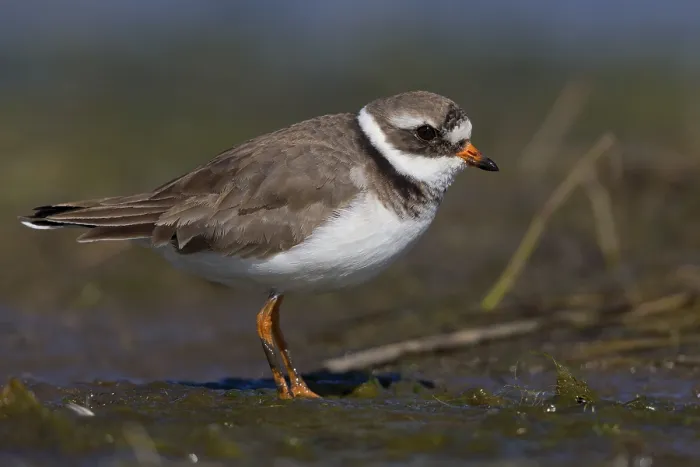 Framed Print : Ringed Plover Print, Campania, Italy Framed Print : Ringed Plover Print, Campania, Italy