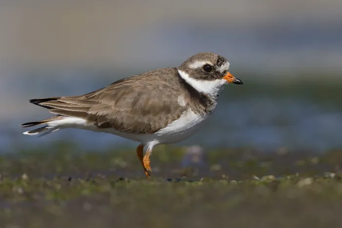 Framed Print : Ringed Plover Print, Campania Italy