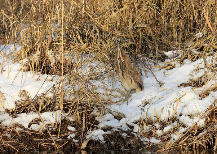 Framed Print : Print of a Roerdomp Eurasian Bittern Framed Print : Print of a Roerdomp Eurasian Bittern