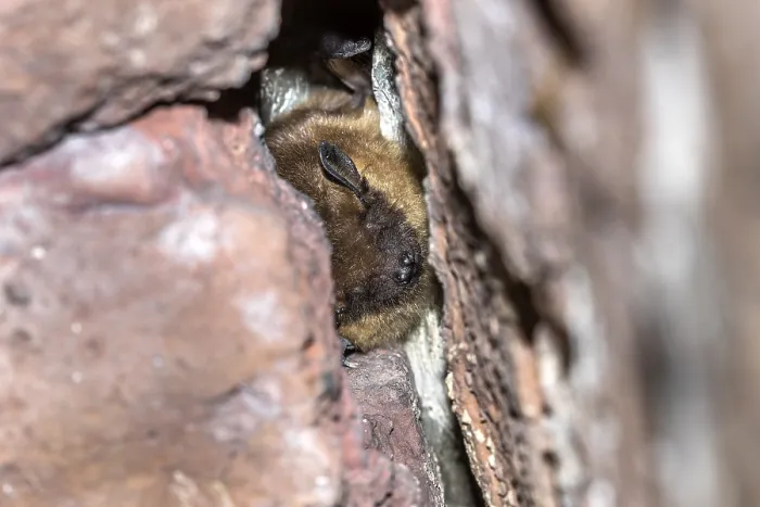 Framed Print : Serotine Bat Print, Eptesicus serotinus in Cave near Houyet, Belgium