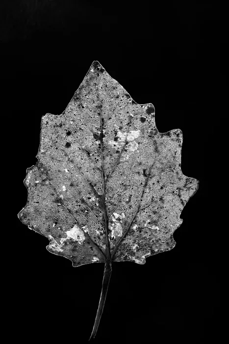 Framed Print : Poplar Leaf Skeleton Print