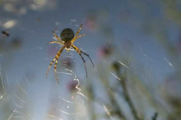 Framed Print : Spider in Web Print Framed Print : Spider in Web Print