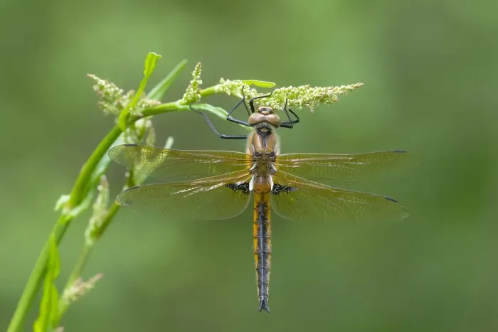 Framed Print : Two Spotted Dragonfly Print, Epitheca bimaculata Framed Print : Two Spotted Dragonfly Print, Epitheca bimaculata