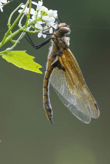 Framed Print : Two Spotted Dragonfly Print Framed Print : Two Spotted Dragonfly Print