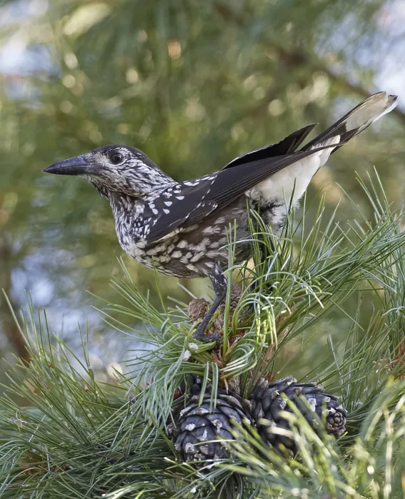 Framed Print : Spotted Nutcracker Print: Adult perched in a pine tree