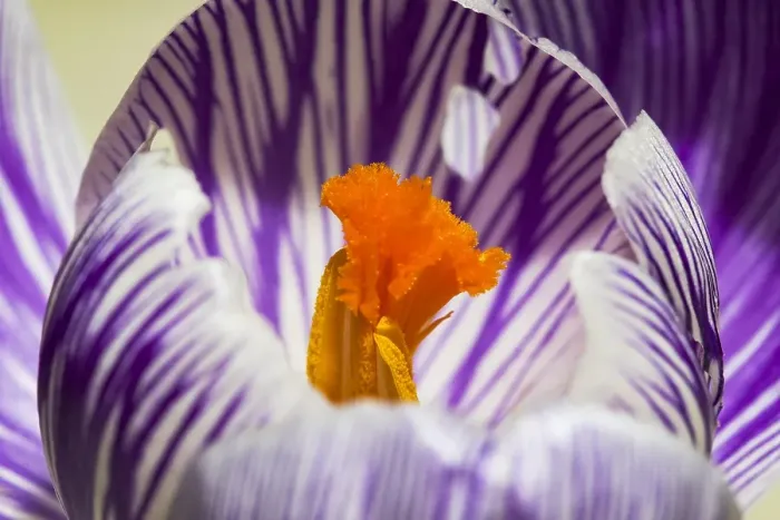 Framed Print : Spring Crocus Print, a watercolor depiction of Crocus vernus Framed Print : Spring Crocus Print, a watercolor depiction of Crocus vernus