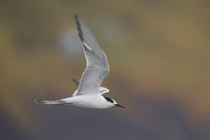 Framed Print : Common Tern Print - Sterna hirundo Framed Print : Common Tern Print - Sterna hirundo