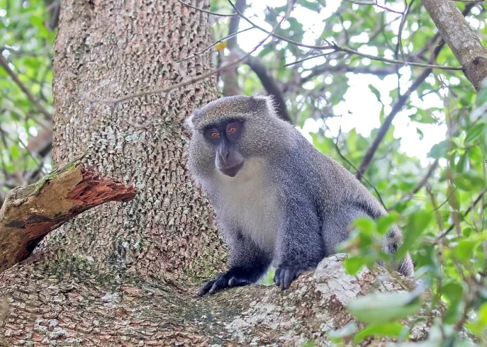 Framed Print : Sykes Monkey Print (Cercopithecus mitis albogularis)