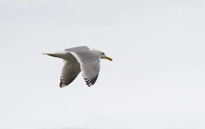 Framed Print : Thayer's Gull Print in Flight Along Alaskan Coast Framed Print : Thayer's Gull Print in Flight Along Alaskan Coast