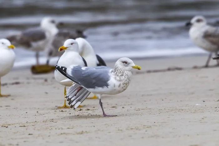 Framed Print : Thayer's Gull Print, Adult Bird on Beach