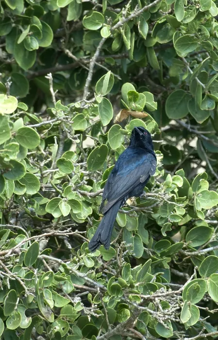 Framed Print : Treurdrongo Print - Fork-tailed Drongo Image Framed Print : Treurdrongo Print - Fork-tailed Drongo Image