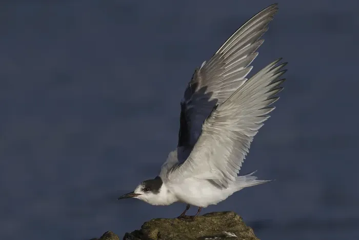 Framed Print : Visdief Print: Common Tern in Flight Framed Print : Visdief Print: Common Tern in Flight