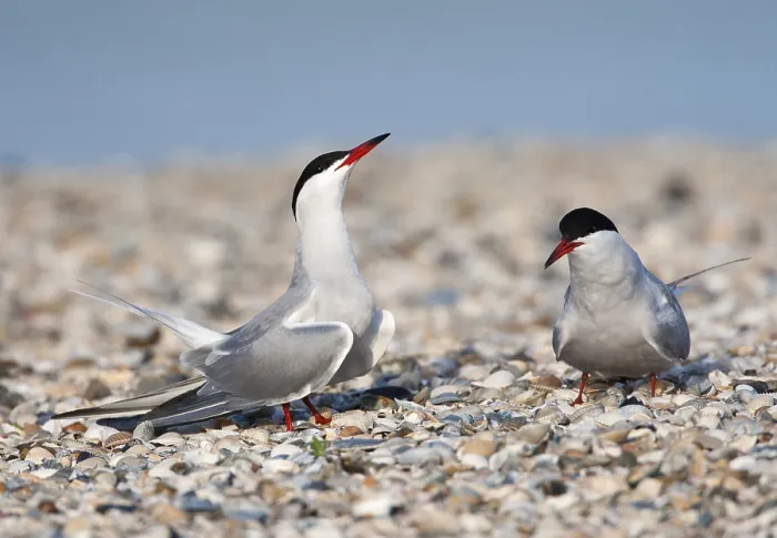Framed Print : Visdief Common Tern Print Framed Print : Visdief Common Tern Print
