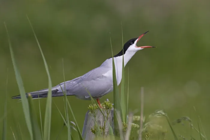 Framed Print : Visdief; Common Tern Print Framed Print : Visdief; Common Tern Print