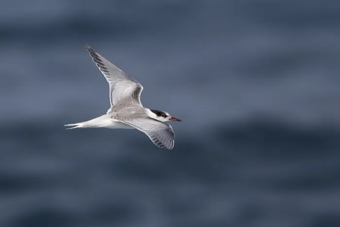Framed Print : Visdief Print: First-winter Common Tern (Sterna hirundo) Framed Print : Visdief Print: First-winter Common Tern (Sterna hirundo)