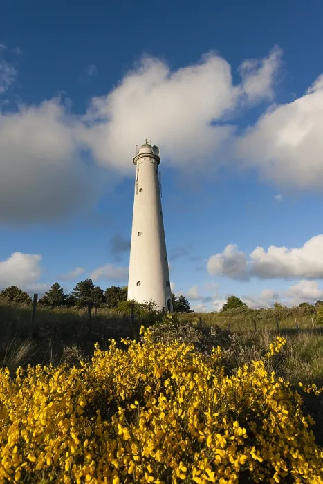Framed Print : Print of Schiermonnikoog Lighthouse with Broom in Foreground Framed Print : Print of Schiermonnikoog Lighthouse with Broom in Foreground