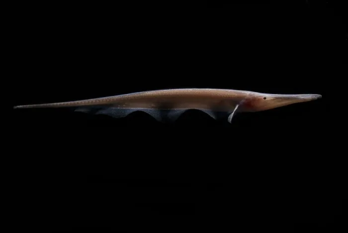 Framed Print : Amazon River Print: Deep-Water Knife Fish Framed Print : Amazon River Print: Deep-Water Knife Fish