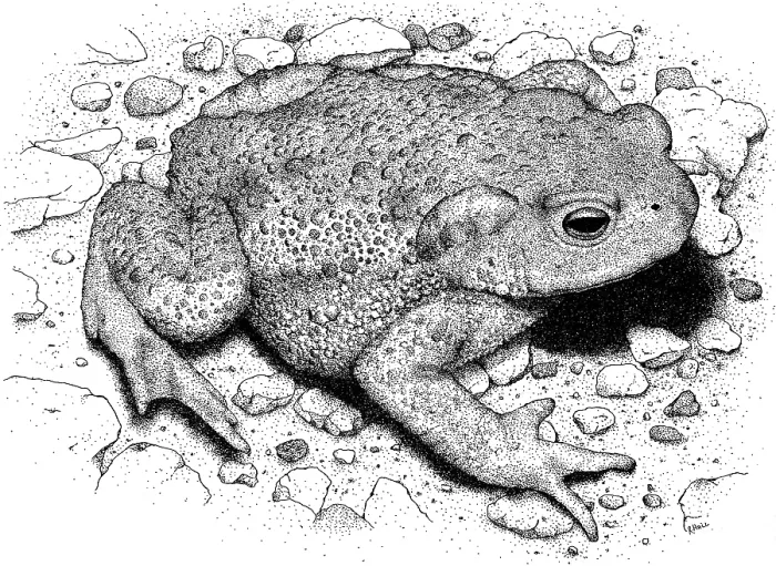 Framed Print : American Toad Pen and Ink Print Framed Print : American Toad Pen and Ink Print