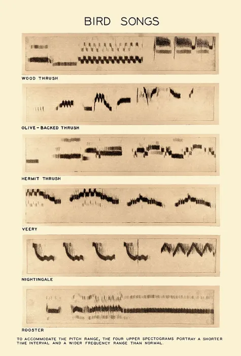 Framed Print : Spectrogram Print of Bird Songs Framed Print : Spectrogram Print of Bird Songs