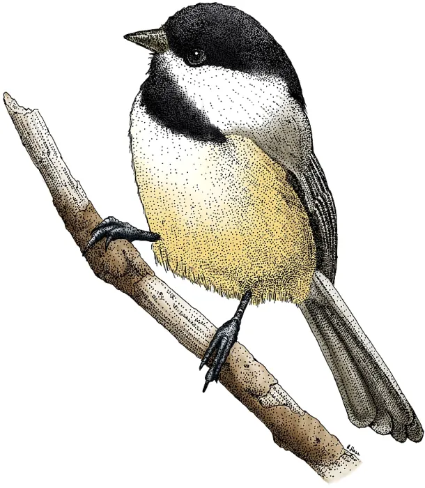 Framed Print : Black-Capped Chickadee Print, Pen and Ink Illustration Framed Print : Black-Capped Chickadee Print, Pen and Ink Illustration