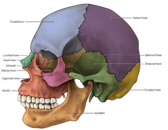 Framed Print : Lateral Skull Print Framed Print : Lateral Skull Print