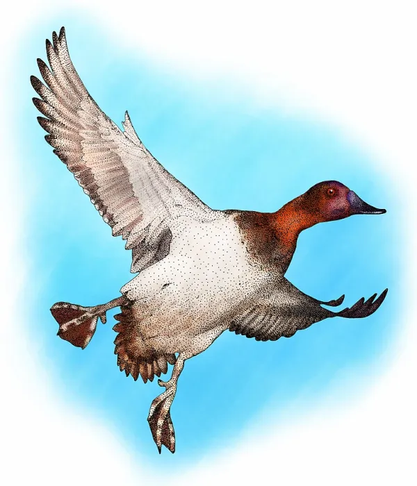 Framed Print : Canvasback duck drake in flight Print Framed Print : Canvasback duck drake in flight Print