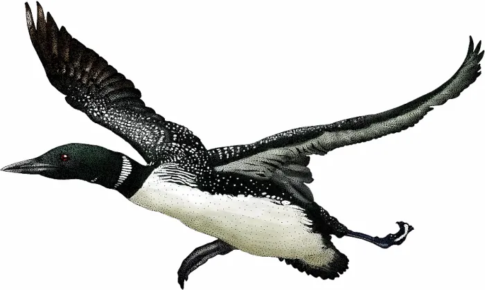 Framed Print : Common loon (Gavia immer) taking off Print Framed Print : Common loon (Gavia immer) taking off Print