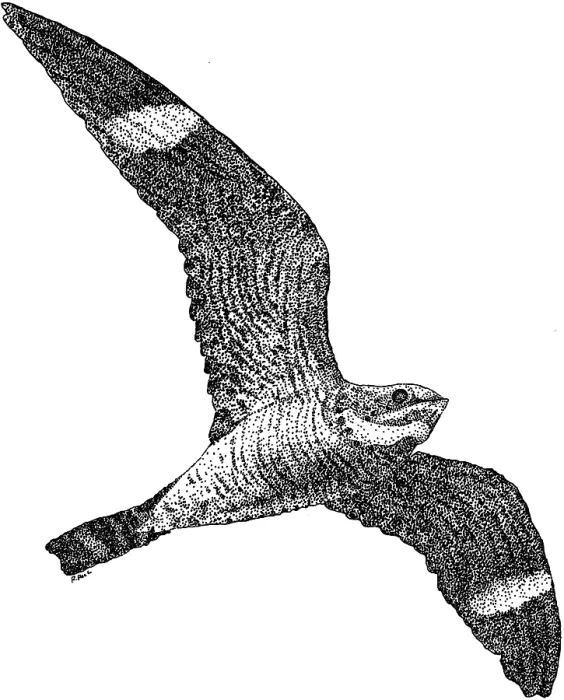 Framed Print : Common Nighthawk Pen and Ink Print Framed Print : Common Nighthawk Pen and Ink Print